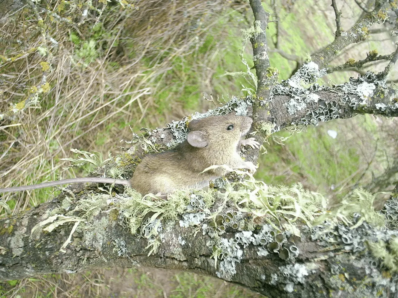 Tout ça parce qu'un touriste s'est frotté à des sécrétions de ce charmant petit rat ?