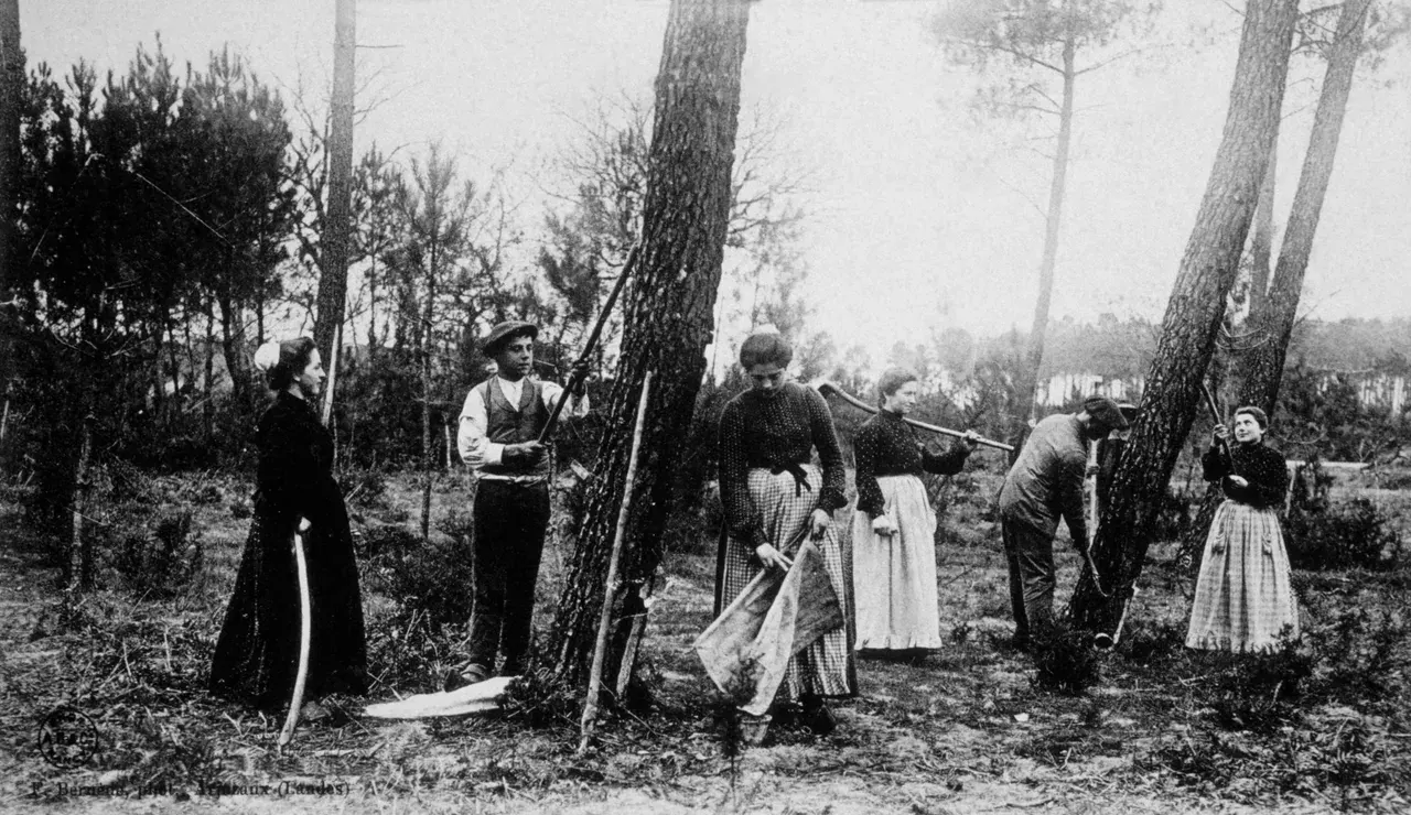 Carte postale ancienne des Landes : dans une pinède clairsemée, des hommes et des femmes en tablier travaillent au pied des pins, certains avec de longs outils levés vers les troncs.