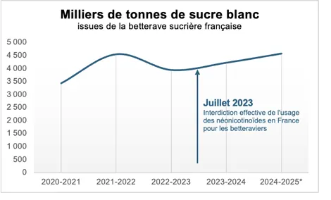 Courbe de la production française de sucre blanc issu de betterave, de 2020-2021 à 2024-2025 : environ 3 400 milliers de tonnes, puis une hausse jusqu'à près de 4 600 en 2024-2025, malgré l'interdiction des néonicotinoïdes en juillet 2023.